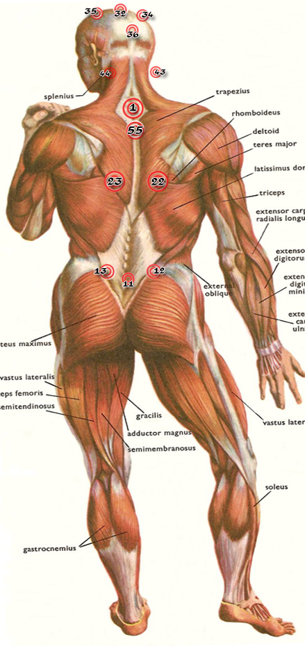 مواضع حجامة الصرع من الخلف