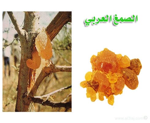 Gum Arabic 1