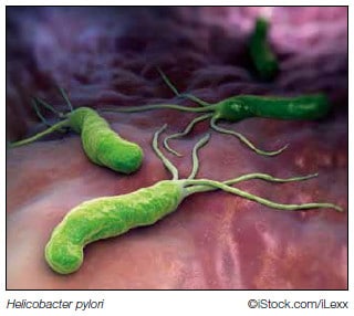 Helicobacter pylori cure