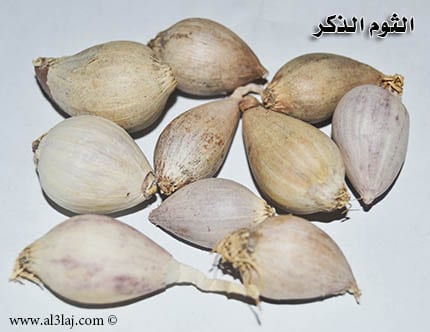 Male Garlic 1