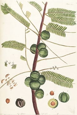 Phyllanthus 1