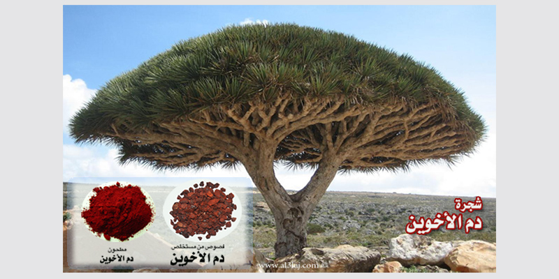 Socotra dragon tree 1