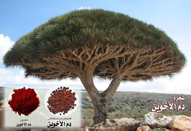 Socotra dragon tree