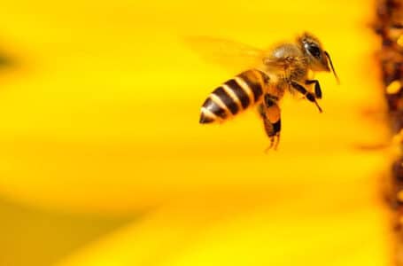 معلومات وطرائف حول النحل