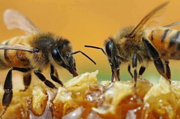 النحل في القرآن