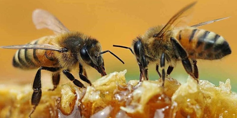 النحل في القرىن