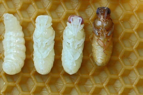 دورة حياة النحل