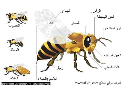 bee properties