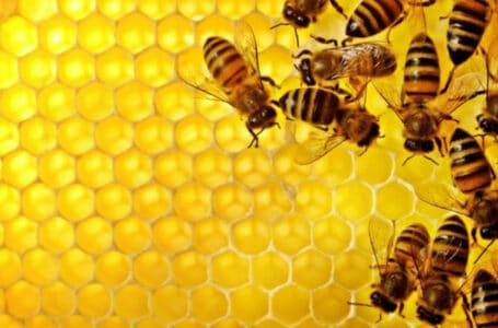 مواصفات النحل العامة