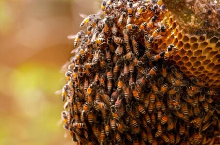 اكتشافات وحقائق عن مملكة النحل