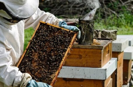 هل ينقرض الإنسان إذا اختفى النحل من الأرض؟