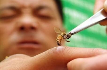 الكوبيون يستخدمون لدغة النحل لعلاج التهاب المفاصل