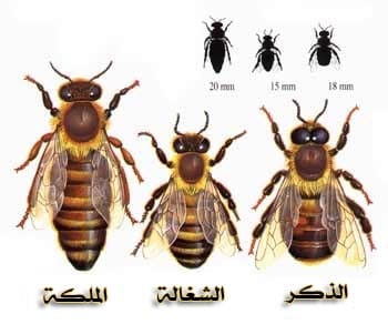 مجتمع مملكة نحل العسل