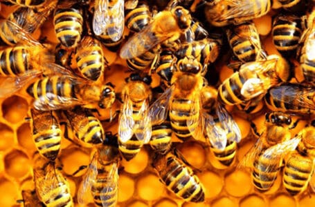 هل تعلم أن بعض النحل يشرب الخمر ويعاقب عليه