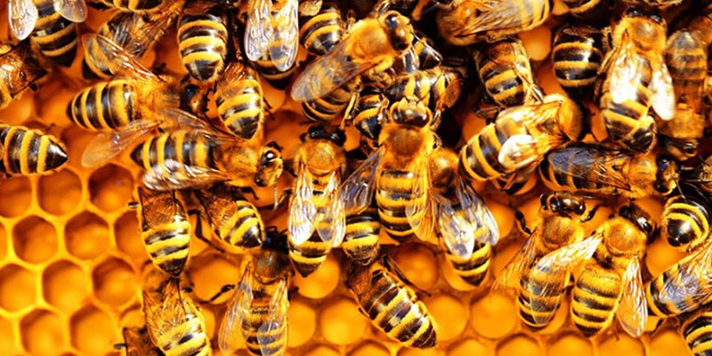 هل تعلم أن بعض النحل يشرب الخمر ويعاقب عليه