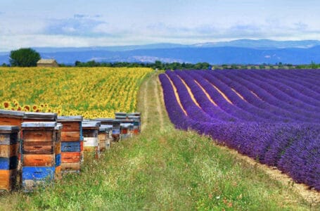 النحل المدرب يكشف حقول الألغام