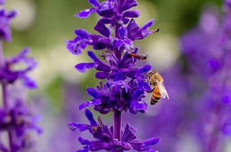 اللون البنفسجي يساعد النحل على إنتاج الرحيق