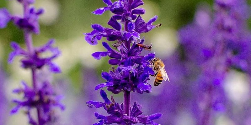 اللون البنفسجي يساعد النحل على إنتاج الرحيق