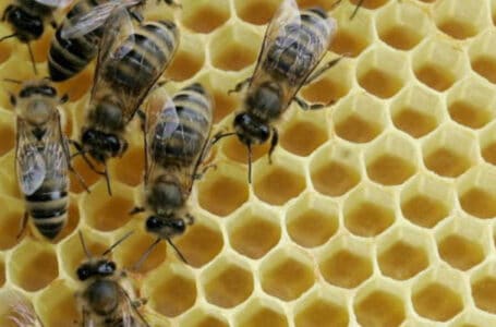 نحل العسل