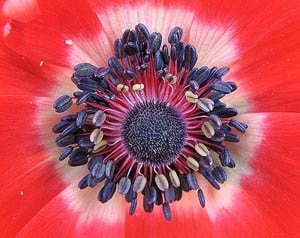 openning anemone