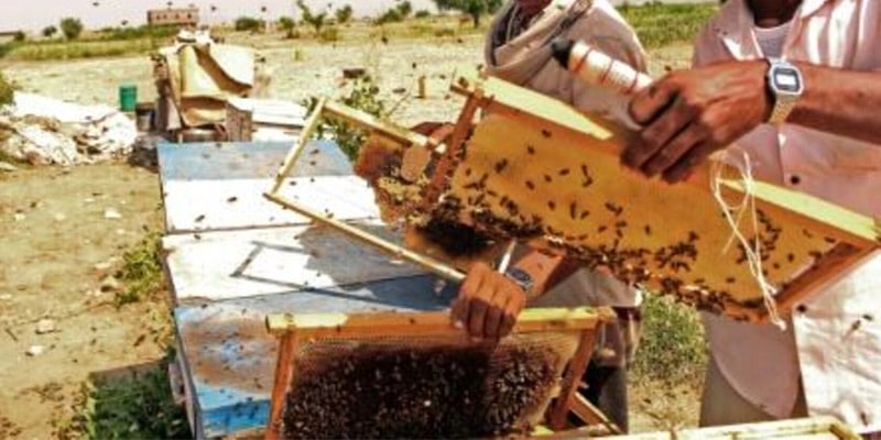 العسل اليمني شهرة دولية تتجاوز الحدود