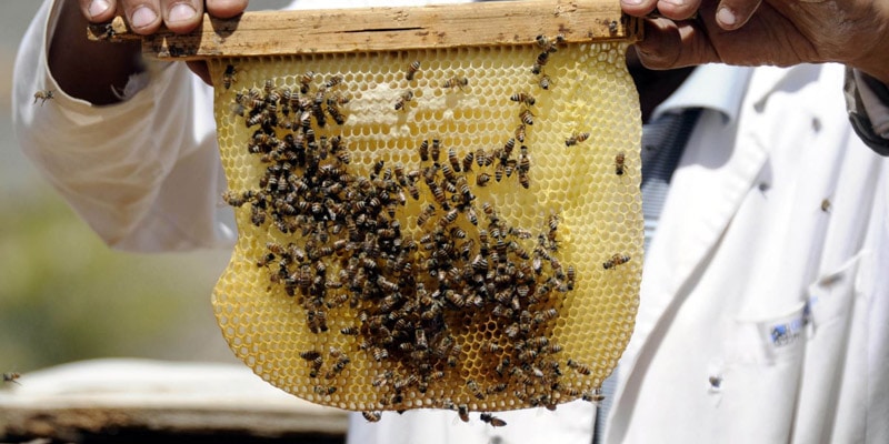 خصائص النحل اليمني