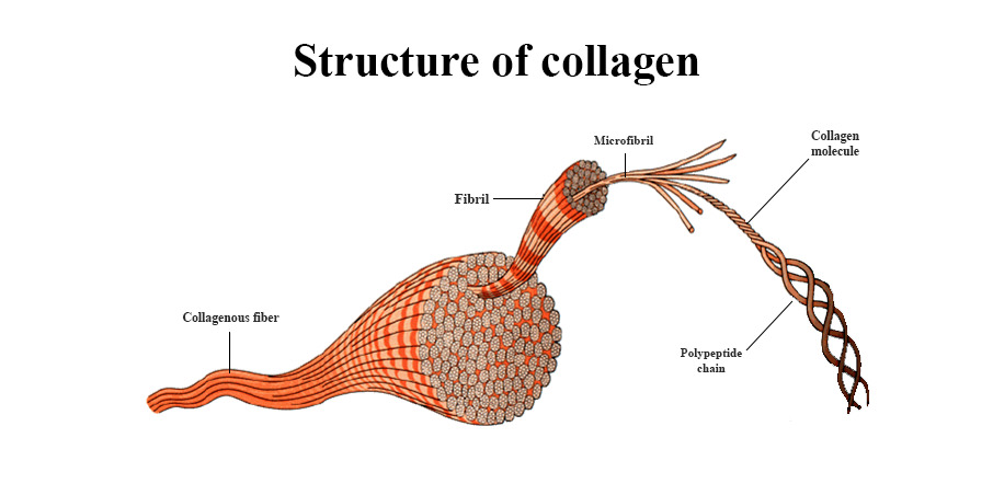 collagen2 1